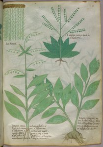 植物插图，约 1440 年（牛皮纸上的墨水和色彩） 作者 意大利学校