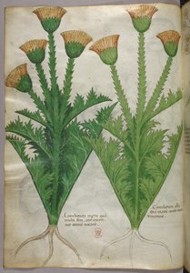植物插图，约 1440 年（牛皮纸上的墨水和色彩） 作者 意大利学校