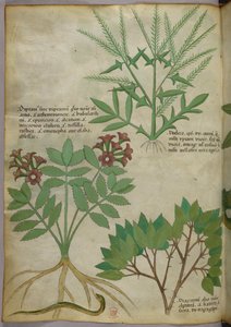 植物插图，约 1440 年（牛皮纸上的墨水和色彩） 作者 意大利学校