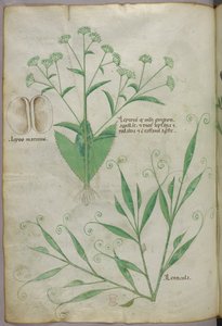 植物插图，约 1440 年（牛皮纸上的墨水和色彩） 作者 意大利学校