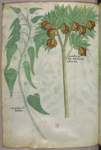 植物插图，约 1440 年（牛皮纸上的墨水和色彩） 作者 意大利学校