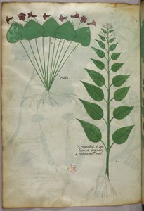 植物插图，约 1440 年（牛皮纸上的墨水和色彩） 作者 意大利学校