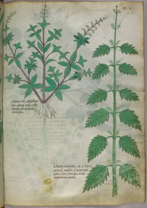 植物插图，约 1440 年（牛皮纸上的墨水和色彩） 作者 意大利学校
