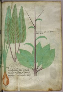 植物插图，约 1440 年（牛皮纸上的墨水和色彩） 作者 意大利学校
