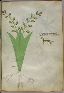 植物插图，约 1440 年（牛皮纸上的墨水和色彩） 作者 意大利学校