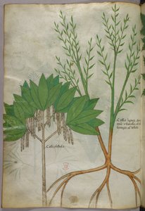 植物插图，约 1440 年（牛皮纸上的墨水和色彩） 作者 意大利学校