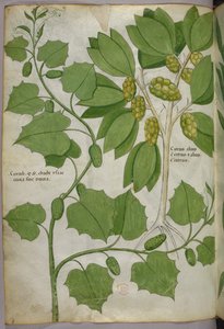 植物插图，约 1440 年（牛皮纸上的墨水和色彩） 作者 意大利学校