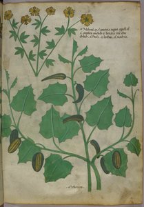 植物插图，约 1440 年（牛皮纸上的墨水和色彩） 作者 意大利学校