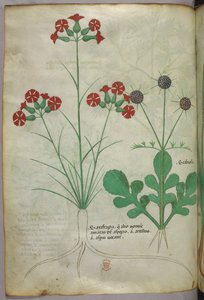 植物插图，约 1440 年（牛皮纸上的墨水和色彩） 作者 意大利学校