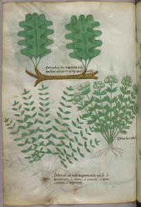 植物插图，约 1440 年（牛皮纸上的墨水和色彩） 作者 意大利学校