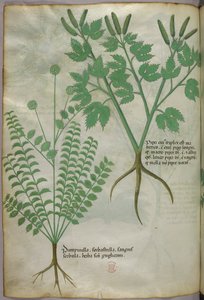 植物插图，约 1440 年（牛皮纸上的墨水和色彩） 作者 意大利学校