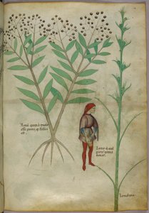 植物插图和一个男人在壶里小便的植物插图，c.1440（纸本墨水和颜色） 作者 意大利学校