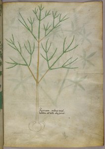 植物学插图，约 1440 年（牛皮纸上的墨水和色彩） 作者 意大利学校