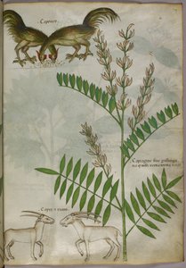 植物、两只山羊和两只鸟的植物学插图，约 1440 年（牛皮纸上的墨水和色彩） 作者 意大利学校