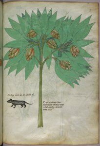 植物与动物的植物学插图，约 1440 年（牛皮纸上的墨水和色彩） 作者 意大利学校