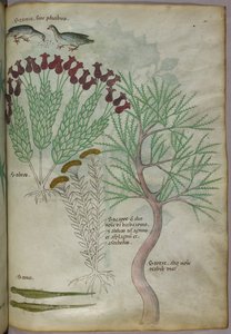 植物与鸟类和昆虫的植物学插图，约 1440 年（牛皮纸上的墨水和色彩） 作者 意大利学校