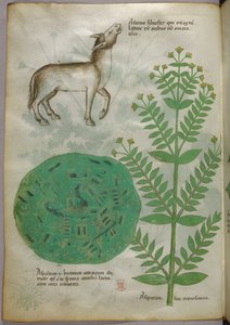 植物与马的植物学插图，约 1440 年（牛皮纸上的墨水和色彩） 作者 意大利学校