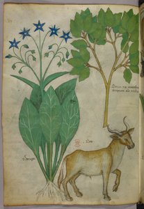 植物和公牛的植物学插图，约 1440 年（牛皮纸上的墨水和色彩） 作者 意大利学校