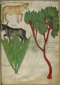 植物和公牛的植物学插图，约 1440 年（牛皮纸上的墨水和色彩） 作者 意大利学校