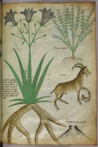 植物、鸟类和山羊的植物学插图，约 1440 年（牛皮纸上的墨水和色彩） 作者 意大利学校
