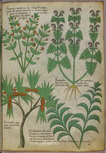 植物插图，约 1440 年（牛皮纸上的墨水和色彩） 作者 意大利学校