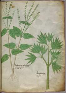 植物插图，约 1440 年（牛皮纸上的墨水和色彩） 作者 意大利学校