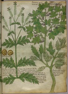 植物插图，约 1440 年（牛皮纸上的墨水和色彩） 作者 意大利学校