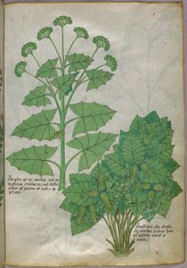 植物插图，约 1440 年（牛皮纸上的墨水和色彩） 作者 意大利学校