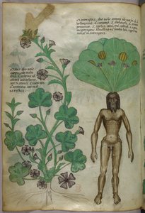植物插图，包括一株曼陀罗，根部是裸露的男性躯体，约 1440 年（牛皮纸上的墨水和彩色插图） 作者 意大利学校