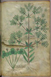 植物与动物的植物学插图，约 1440 年（牛皮纸上的墨水和色彩） 作者 意大利学校