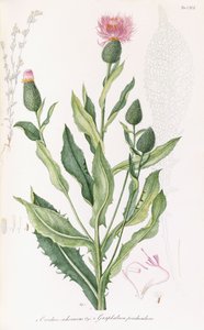 枸杞（Cardus cichoraceus）和鹰嘴豆（Gnaphalium penduculare），1811-1838年 作者 意大利学校