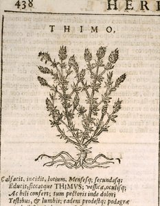 普通百里香（Thymus vulgaris），Castore Durante的雕刻作品 作者 意大利学校