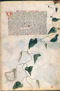 旋花草，《卡拉拉草药》插图，帕多瓦，约 1400 年（纸上金色钢笔和墨水）。 作者 意大利学校