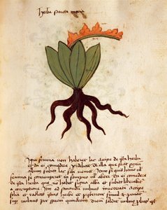 苦艾草(Tanacetum balsamita) 作者 意大利学校