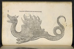 埃塞俄比亚龙 "Serpentum, et draconū historiae libri duo"，博洛尼亚，作者：Ulisse Aldrovandi 作者 意大利学校