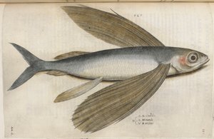 飞鱼，插图选自《Aquatilium Animalium Historiæ liber primus》，作者 Ippolito Salviani 作者 意大利学校
