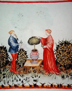 Fol.39v 收集Basilicum Curatum，来自