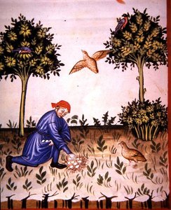 第66页收集鹧鸪蛋，插图来自《Tacuinum Santiatis Codex Vindobonensis》（牛皮纸）。 作者 意大利学校
