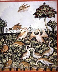 Fol.69v 鸭子和鹅，来自《Tacuinum Santiatis Codex Vindobonensis》（牛皮纸）的插图 作者 意大利学校