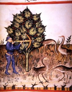 Fol.70v 猎鹤，来自《Tacuinum Santiatis Codex Vindobonensis》（牛皮纸）的插图 作者 意大利学校