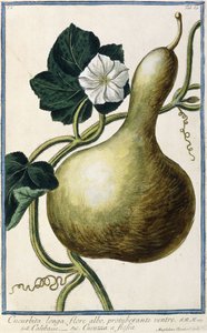 葫芦，1772-1784 作者 意大利学校