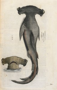 锤头鲨，插图选自 Ippolito Salviani 的《Aquatilium Animalium Historiæ liber primus》。 作者 意大利学校
