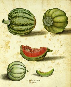 Ulisse Aldrovandi的传家宝壁球 作者 意大利学校
