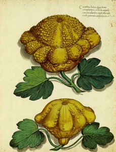 Ulisse Aldrovandi的传家宝壁球 作者 意大利学校