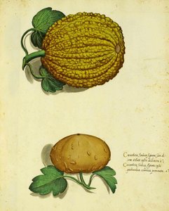 Ulisse Aldrovandi的传家宝壁球 作者 意大利学校