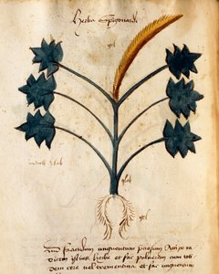 Orgione Rizzardo的Herba Spigonardi作品 作者 意大利学校