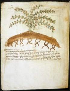 Herbarium of the 14th century. Municipal library of Rimini. 作者 意大利学校