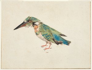 Kingfisher, c.1650-99 (black chalk, watercolor, bodycolour on laid paper, laid down, with brown ink framing lines on three edges)   1474719   zh       chinese Successfully Translated  Original: A Falconer Translat: A Falconer 1436656 zh chinese Successfull 作者 意大利学校
