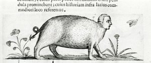 La manticore - in “De monstrorum natura causis libri duo”” by Fortunio Liceti 作者 意大利学校