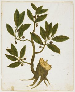 月桂树（Laurus nobilis）（wc＆tempera on paper） 作者 意大利学校